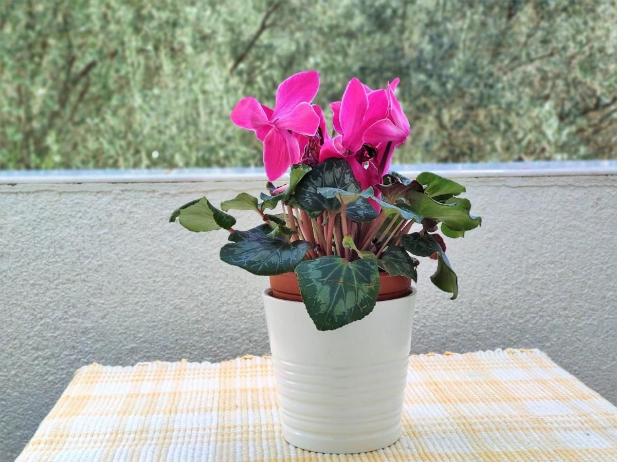 Гостевой дом Rooms and Apartments Rosa Бечичи